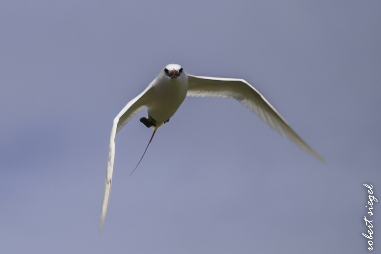 easter island tropicbird